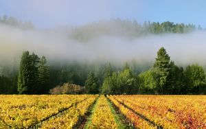 Preview wallpaper trees, field, path, forest, fog, nature