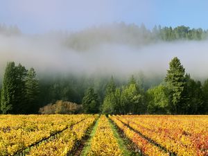 Preview wallpaper trees, field, path, forest, fog, nature