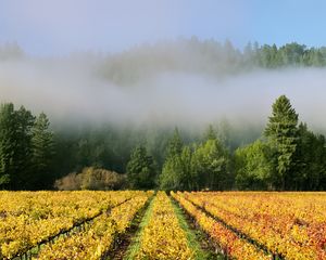 Preview wallpaper trees, field, path, forest, fog, nature