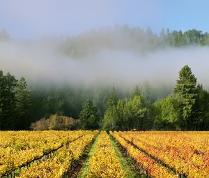 Preview wallpaper trees, field, path, forest, fog, nature