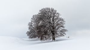 Preview wallpaper trees, field, snow, winter, landscape