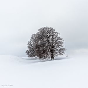 Preview wallpaper trees, field, snow, winter, landscape