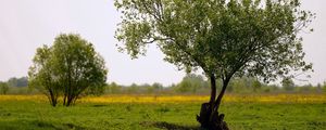 Preview wallpaper trees, field, summer