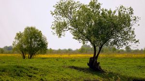 Preview wallpaper trees, field, summer