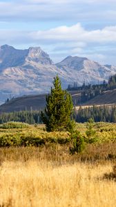 Preview wallpaper trees, field, valley, mountains, landscape