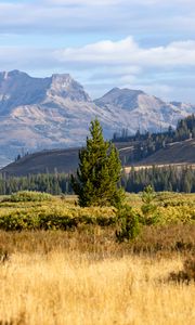 Preview wallpaper trees, field, valley, mountains, landscape