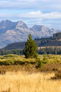 Preview wallpaper trees, field, valley, mountains, landscape