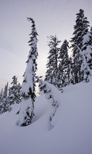 Preview wallpaper trees, fir, snow, winter, landscape, white