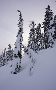 Preview wallpaper trees, fir, snow, winter, landscape, white