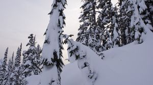 Preview wallpaper trees, fir, snow, winter, landscape, white