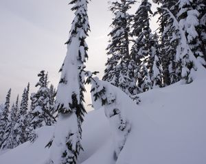 Preview wallpaper trees, fir, snow, winter, landscape, white