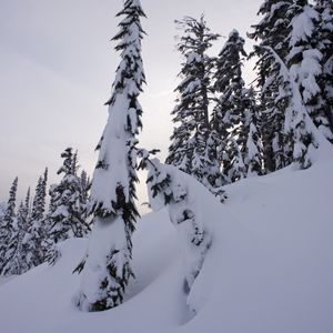 Preview wallpaper trees, fir, snow, winter, landscape, white