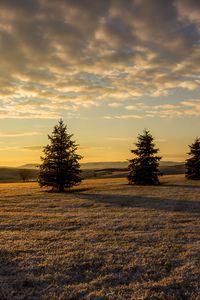 Preview wallpaper trees, fir trees, sunset, sky, grass