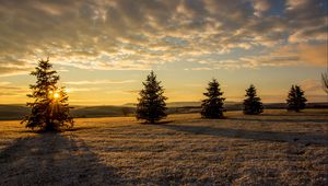 Preview wallpaper trees, fir trees, sunset, sky, grass