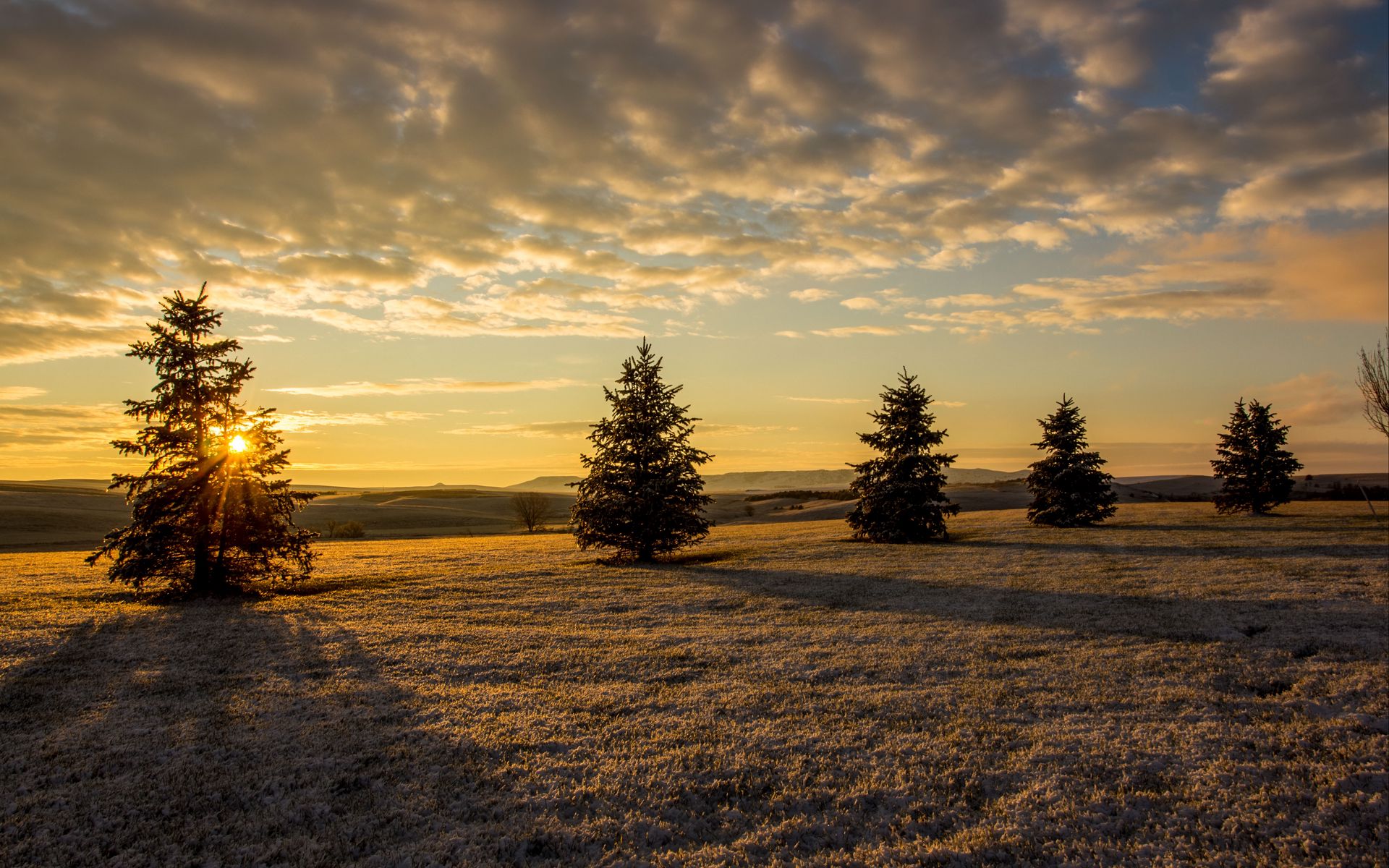 Download wallpaper 1920x1200 trees, fir trees, sunset, sky, grass