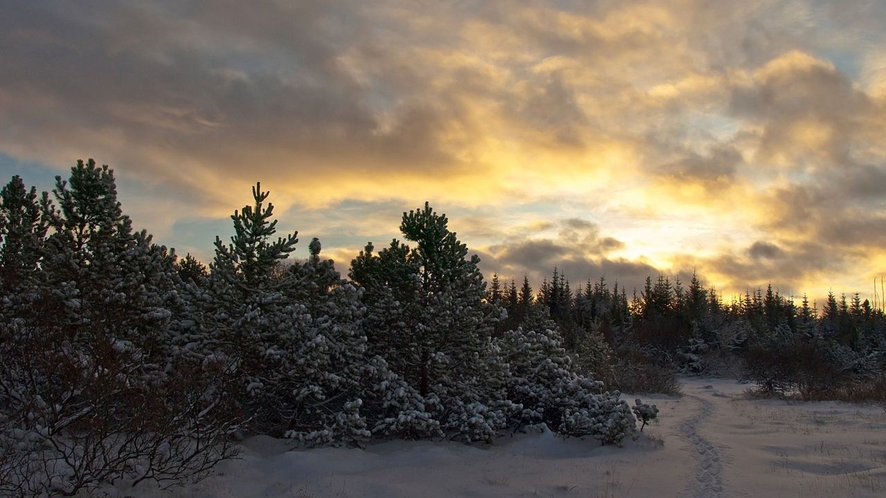 Wallpaper trees, fir-trees, snow, evening, sky