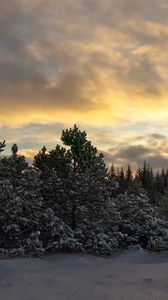 Preview wallpaper trees, fir-trees, snow, evening, sky