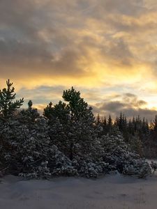 Preview wallpaper trees, fir-trees, snow, evening, sky