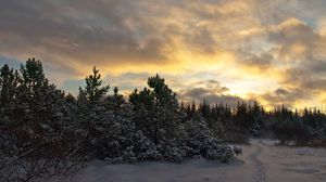 Preview wallpaper trees, fir-trees, snow, evening, sky