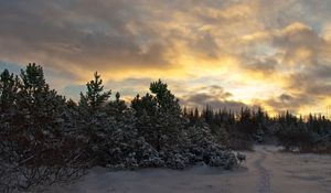 Preview wallpaper trees, fir-trees, snow, evening, sky