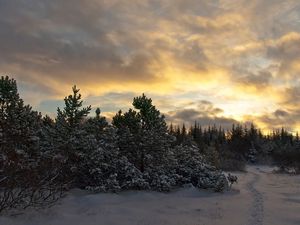 Preview wallpaper trees, fir-trees, snow, evening, sky