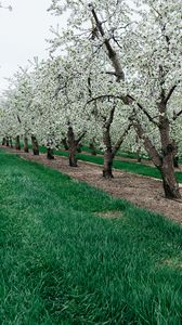 Preview wallpaper trees, flowering, grass