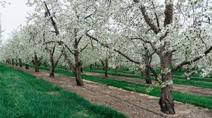 Preview wallpaper trees, flowering, grass