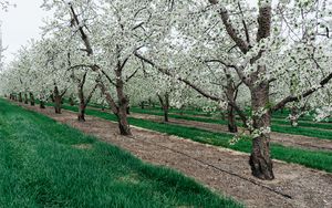 Preview wallpaper trees, flowering, grass