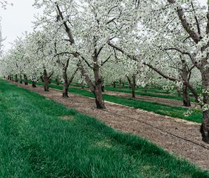 Preview wallpaper trees, flowering, grass