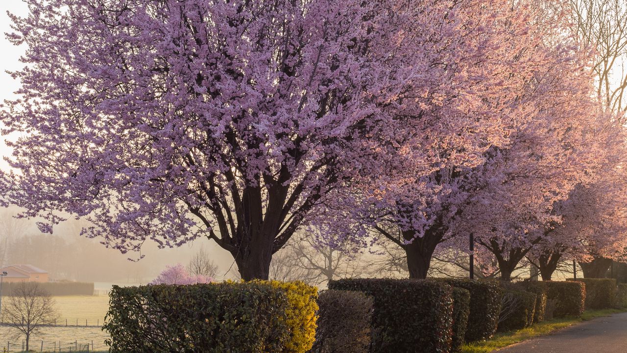 Wallpaper trees, flowers, bushes, nature