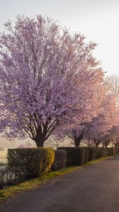 Preview wallpaper trees, flowers, bushes, nature