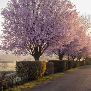 Preview wallpaper trees, flowers, bushes, nature