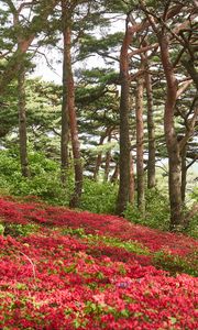Preview wallpaper trees, flowers, bushes, landscape
