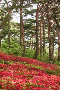 Preview wallpaper trees, flowers, bushes, landscape