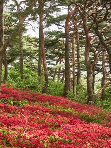 Preview wallpaper trees, flowers, bushes, landscape