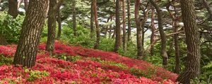 Preview wallpaper trees, flowers, bushes, landscape