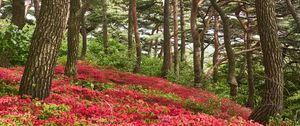 Preview wallpaper trees, flowers, bushes, landscape