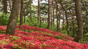 Preview wallpaper trees, flowers, bushes, landscape