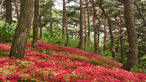 Preview wallpaper trees, flowers, bushes, landscape