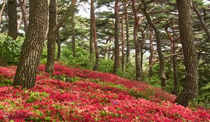 Preview wallpaper trees, flowers, bushes, landscape