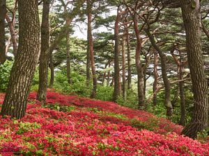 Preview wallpaper trees, flowers, bushes, landscape