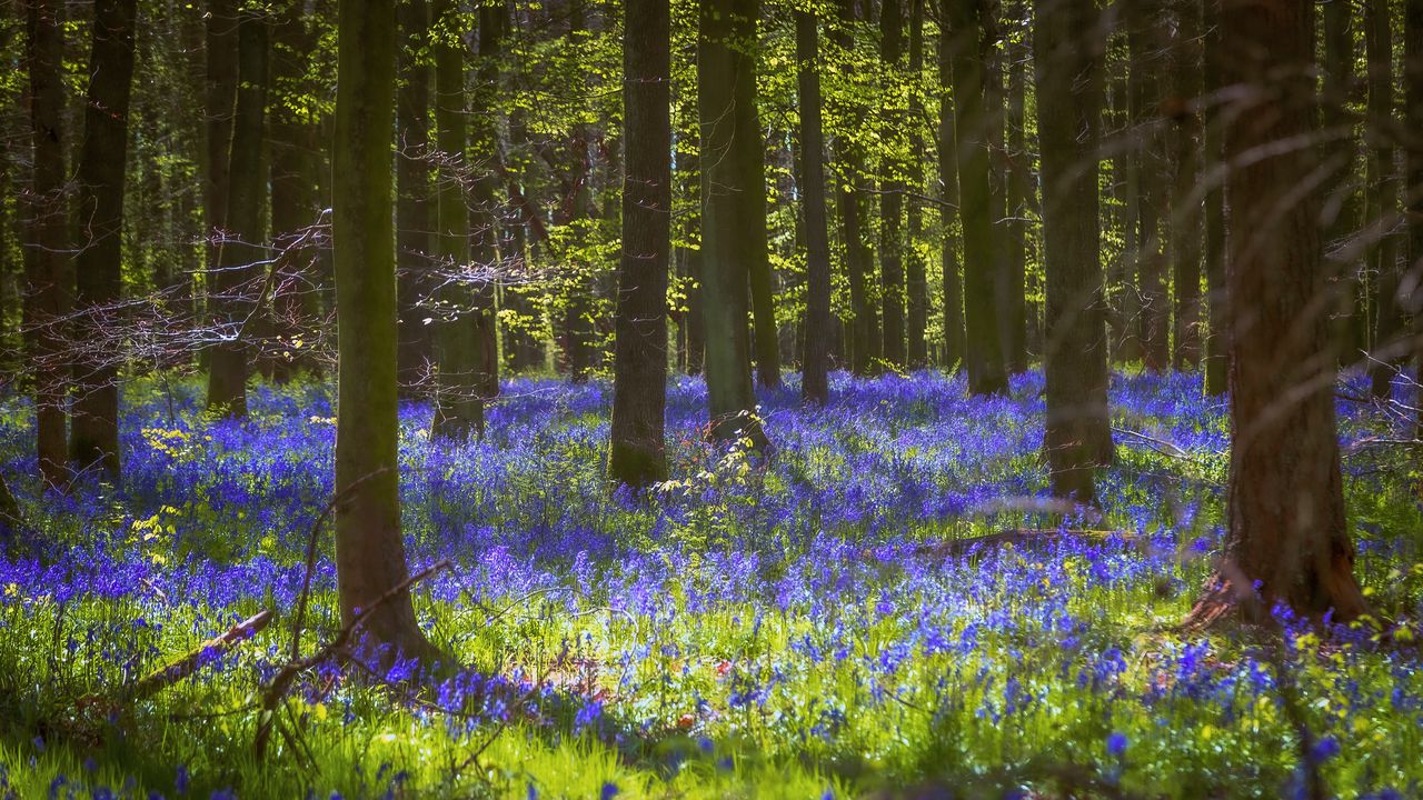 Wallpaper trees, flowers, forest, light