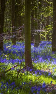 Preview wallpaper trees, flowers, forest, light