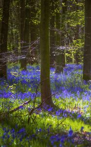 Preview wallpaper trees, flowers, forest, light