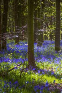 Preview wallpaper trees, flowers, forest, light