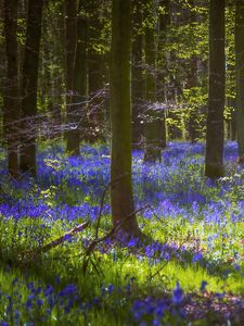 Preview wallpaper trees, flowers, forest, light