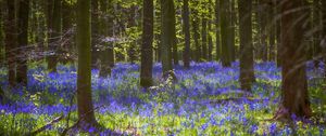 Preview wallpaper trees, flowers, forest, light