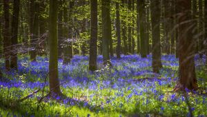 Preview wallpaper trees, flowers, forest, light