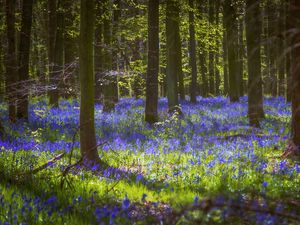 Preview wallpaper trees, flowers, forest, light