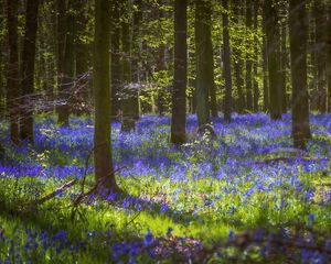 Preview wallpaper trees, flowers, forest, light